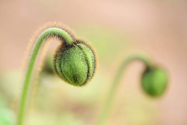 포토 JPG 주간 식물 꽃 자연 근접촬영 사람없음 야외 아웃포커스 양귀비 솜털 국내포토 자연요소 뷰포인트 촬영기법 생태계 파일형식