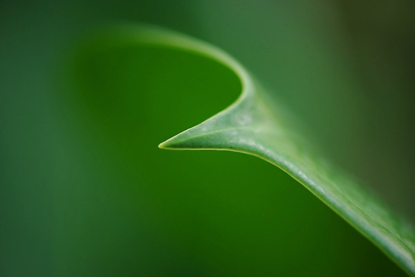 포토 JPG 주간 식물 컬러 잎 자연 나뭇잎 근접촬영 사람없음 야외 아웃포커스 초록색 국내포토 자연요소 뷰포인트 촬영기법 생태계 파일형식