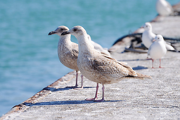 포토 JPG 주간 동물 응시 야생동물 바다 여러마리 갈매기 조류 해변 사람없음 야외 아웃포커스 항구 국내포토 자연요소 시선 다수 교통시설 촬영기법 파일형식