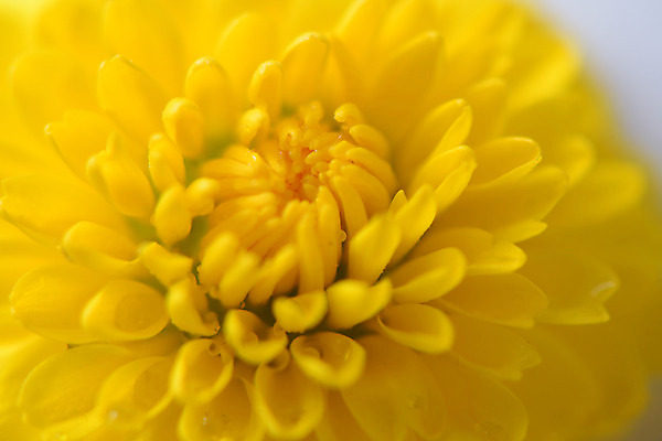 포토 JPG 식물 꽃잎 꽃 컬러 자연 국화 근접촬영 사람없음 아웃포커스 노란색 소국 국내포토 뷰포인트 촬영기법 생태계 파일형식