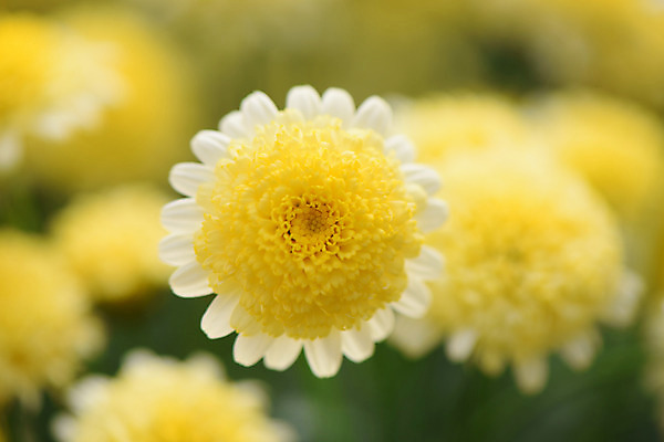 포토 JPG 주간 식물 꽃 컬러 여러송이 자연 국화 근접촬영 사람없음 야외 아웃포커스 노란색 소국 국내포토 자연요소 뷰포인트 다수 촬영기법 생태계 파일형식