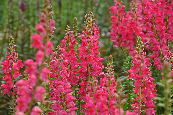 포토 JPG 주간 식물 꽃 컬러 여러송이 자연 사람없음 야외 아웃포커스 빨간색 국내포토 자연요소 다수 촬영기법 생태계 파일형식