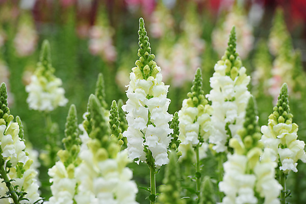 포토 JPG 주간 식물 꽃 컬러 여러송이 자연 사람없음 야외 아웃포커스 흰색 국내포토 자연요소 다수 촬영기법 생태계 파일형식