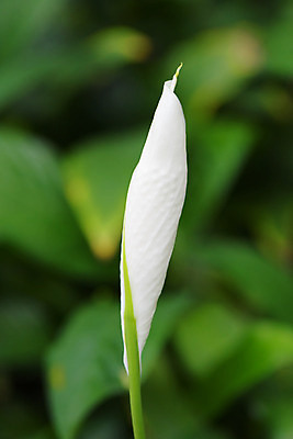 포토 JPG 주간 식물 꽃 컬러 자연 근접촬영 사람없음 야외 아웃포커스 흰색 스파트필름 국내포토 자연요소 뷰포인트 촬영기법 생태계 파일형식