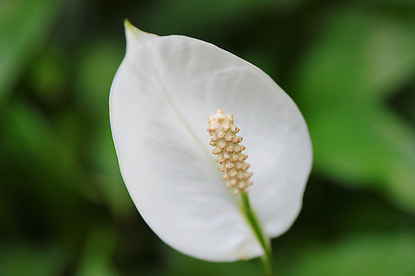 포토 JPG 주간 식물 꽃 컬러 잎 자연 근접촬영 사람없음 야외 아웃포커스 흰색 스파트필름 국내포토 자연요소 뷰포인트 촬영기법 생태계 파일형식