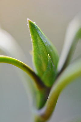 포토 JPG 주간 식물 줄기 컬러 잎 자연 근접촬영 사람없음 야외 아웃포커스 초록색 새싹 국내포토 자연요소 뷰포인트 촬영기법 생태계 파일형식