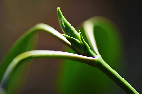포토 JPG 주간 식물 줄기 컬러 잎 자연 근접촬영 사람없음 야외 아웃포커스 초록색 새싹 국내포토 자연요소 뷰포인트 촬영기법 생태계 파일형식