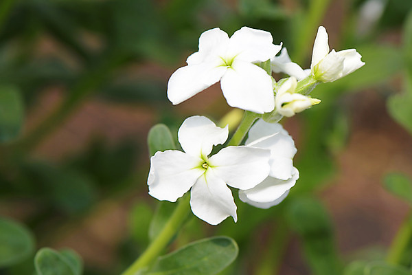 포토 JPG 주간 식물 꽃 컬러 여러송이 잎 자연 근접촬영 사람없음 야외 아웃포커스 흰색 국내포토 자연요소 뷰포인트 다수 촬영기법 생태계 파일형식