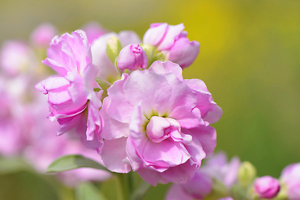 포토 JPG 주간 식물 꽃 분홍색 컬러 여러송이 자연 근접촬영 사람없음 야외 아웃포커스 국내포토 자연요소 뷰포인트 다수 촬영기법 생태계 파일형식