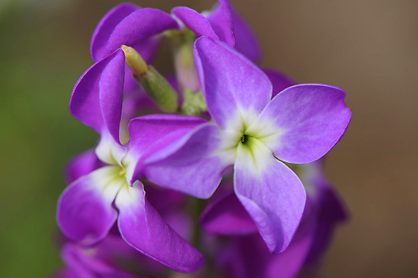 포토 JPG 주간 식물 꽃 컬러 여러송이 자연 근접촬영 사람없음 야외 아웃포커스 자주색 국내포토 자연요소 뷰포인트 다수 촬영기법 생태계 파일형식