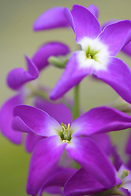 포토 JPG 주간 식물 꽃 컬러 여러송이 자연 근접촬영 사람없음 야외 아웃포커스 자주색 국내포토 자연요소 뷰포인트 다수 촬영기법 생태계 파일형식