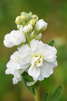 포토 JPG 주간 식물 꽃 컬러 여러송이 자연 근접촬영 사람없음 야외 아웃포커스 흰색 국내포토 자연요소 뷰포인트 다수 촬영기법 생태계 파일형식