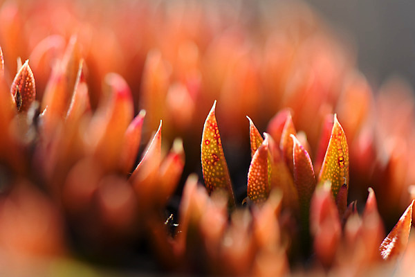 포토 JPG 주간 식물 잎 자연 근접촬영 사람없음 야외 아웃포커스 다육식물 국내포토 자연요소 뷰포인트 촬영기법 생태계 파일형식
