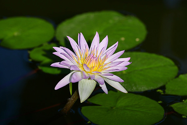포토 JPG 주간 식물 꽃 잎 한송이 자연 연꽃 근접촬영 사람없음 야외 아웃포커스 연못 수중식물 연잎 국내포토 자연요소 1 뷰포인트 촬영기법 생태계 송이 파일형식