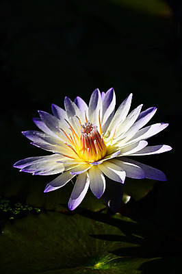 포토 JPG 주간 식물 꽃 잎 한송이 자연 연꽃 근접촬영 사람없음 야외 아웃포커스 연못 수중식물 연잎 국내포토 자연요소 1 뷰포인트 촬영기법 생태계 송이 파일형식