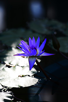 포토 JPG 주간 식물 꽃 컬러 잎 한송이 자연 연꽃 근접촬영 사람없음 야외 아웃포커스 파란색 연못 수중식물 연잎 국내포토 자연요소 1 뷰포인트 촬영기법 생태계 송이 파일형식