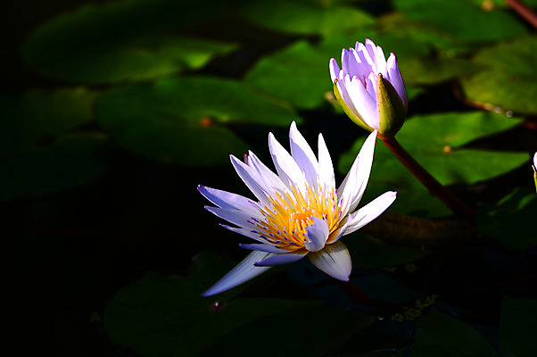 포토 JPG 주간 식물 꽃 컬러 잎 자연 연꽃 사람없음 야외 아웃포커스 보라색 연못 수중식물 두송이 연잎 국내포토 자연요소 2 촬영기법 생태계 파일형식