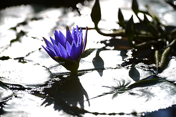 포토 JPG 주간 식물 꽃 컬러 잎 한송이 자연 연꽃 사람없음 야외 아웃포커스 보라색 연못 수중식물 연잎 국내포토 자연요소 1 촬영기법 생태계 송이 파일형식