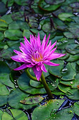 포토 JPG 주간 식물 꽃 분홍색 컬러 잎 한송이 자연 연꽃 근접촬영 사람없음 야외 아웃포커스 연못 수중식물 연잎 국내포토 자연요소 1 뷰포인트 촬영기법 생태계 송이 파일형식