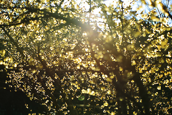 포토 JPG 주간 나무 식물 꽃 여러송이 자연 꽃나무 사람없음 야외 햇빛 나뭇가지 납매 국내포토 자연요소 다수 태양 생태계 파일형식