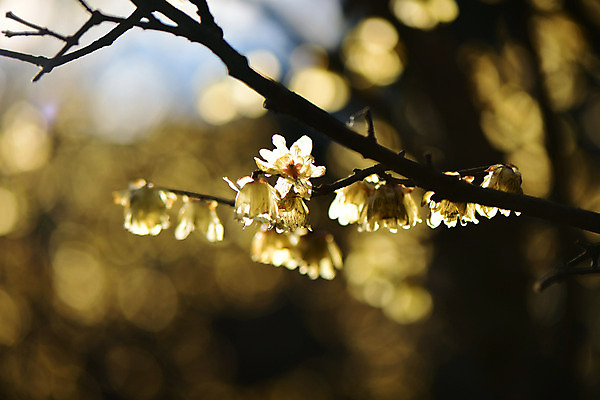 포토 JPG 주간 나무 식물 꽃 여러송이 자연 꽃나무 근접촬영 사람없음 야외 아웃포커스 나뭇가지 납매 국내포토 자연요소 뷰포인트 다수 촬영기법 생태계 파일형식