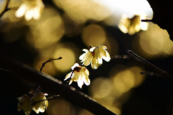 포토 JPG 주간 나무 식물 꽃 여러송이 자연 꽃나무 근접촬영 사람없음 야외 아웃포커스 나뭇가지 납매 국내포토 자연요소 뷰포인트 다수 촬영기법 생태계 파일형식