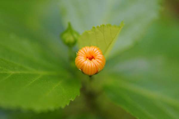 포토 JPG 주간 식물 꽃 컬러 잎 한송이 자연 근접촬영 사람없음 야외 아웃포커스 노란색 국내포토 자연요소 1 뷰포인트 촬영기법 생태계 송이 파일형식