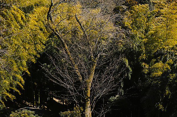 포토 JPG 주간 나무 식물 자연 풍경 사람없음 야외 나뭇가지 숲 국내포토 자연요소 생태계 파일형식