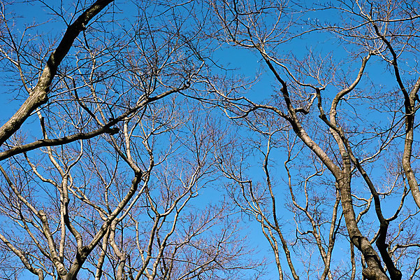 포토 JPG 주간 나무 식물 자연 하늘 풍경 사람없음 야외 나뭇가지 국내포토 자연요소 생태계 파일형식