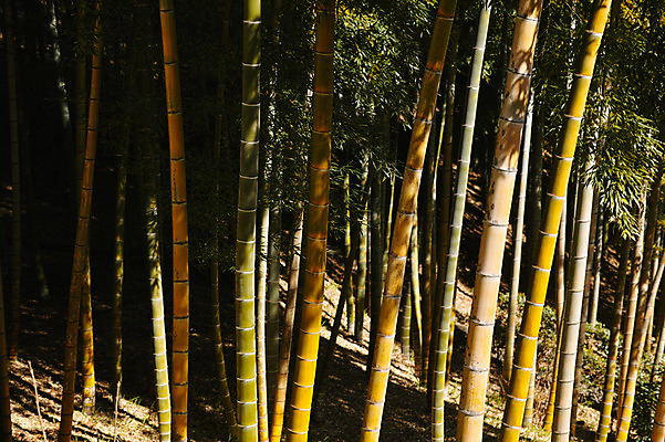 포토 JPG 주간 나무 식물 자연 풍경 사람없음 야외 햇빛 숲 대나무 대나무숲 국내포토 자연요소 태양 생태계 파일형식