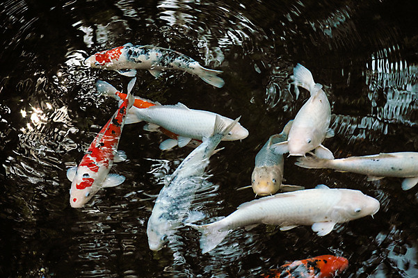 포토 JPG 주간 동물 여러마리 자연 어류 사람없음 야외 물 연못 잉어 국내포토 자연요소 다수 수중동물 생태계 파일형식