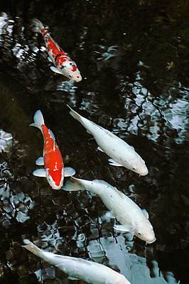 포토 JPG 주간 동물 여러마리 자연 어류 사람없음 야외 물 연못 잉어 국내포토 자연요소 다수 수중동물 생태계 파일형식