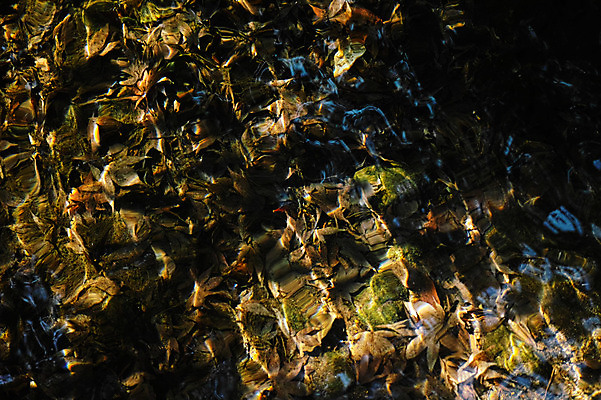 포토 JPG 주간 식물 백그라운드 낙엽 자연 나뭇잎 풍경 사람없음 야외 물 연못 국내포토 자연요소 잎 생태계 파일형식