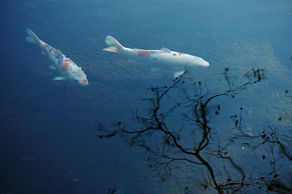 포토 JPG 주간 나무 식물 동물 두마리 자연 물그림자 그림자 어류 풍경 사람없음 야외 물 반사 연못 잉어 국내포토 자연요소 2 수중동물 생태계 파일형식