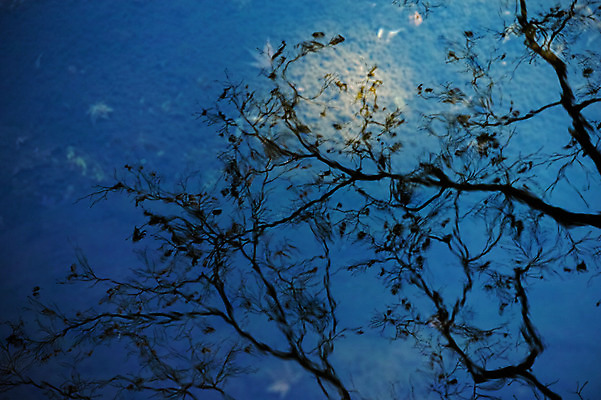 포토 JPG 주간 나무 식물 자연 물그림자 그림자 풍경 사람없음 야외 물 반사 연못 국내포토 자연요소 생태계 파일형식