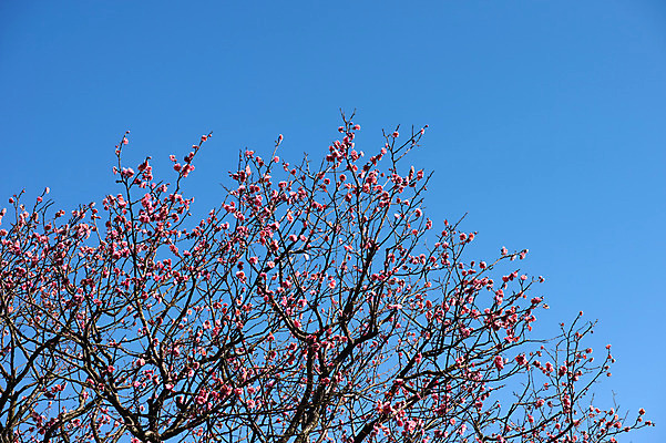 포토 JPG 주간 나무 식물 계절 꽃 분홍색 컬러 자연 하늘 꽃나무 풍경 사람없음 야외 봄풍경 봄 나뭇가지 매화 국내포토 자연요소 생태계 파일형식