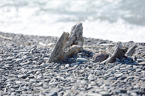 포토 JPG 주간 나무 식물 바다 자연 풍경 해변 사람없음 야외 아웃포커스 돌_바위 조약돌 국내포토 자연요소 촬영기법 생태계 파일형식