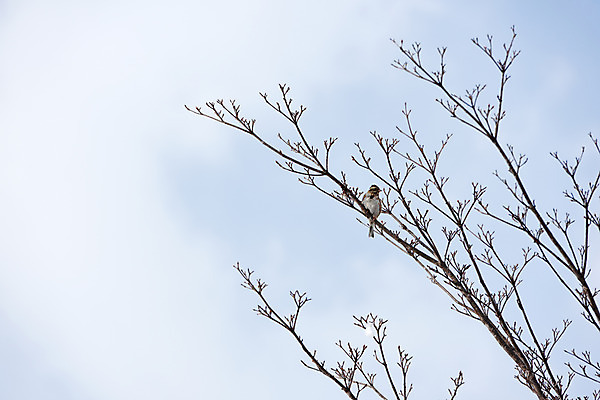 포토 JPG 주간 나무 식물 동물 한마리 자연 조류 하늘 앉기 풍경 사람없음 야외 나뭇가지 국내포토 자연요소 1 모션 생태계 파일형식