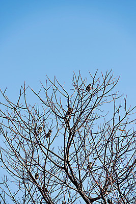 포토 JPG 주간 나무 식물 동물 여러마리 자연 조류 하늘 앉기 풍경 사람없음 야외 나뭇가지 국내포토 자연요소 다수 모션 생태계 파일형식
