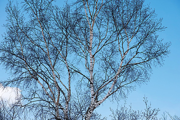 포토 JPG 주간 나무 식물 구름 자연 하늘 풍경 사람없음 야외 국내포토 자연요소 생태계 파일형식