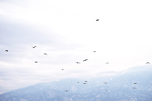 포토 JPG 주간 동물 여러마리 자연 조류 하늘 산 풍경 사람없음 야외 비행 눈 국내포토 자연요소 다수 날씨 생태계 파일형식