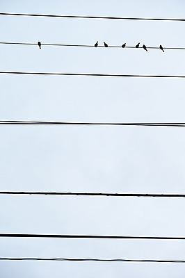 포토 JPG 주간 동물 여러마리 자연 조류 하늘 사람없음 야외 전선 국내포토 자연요소 다수 생태계 파일형식