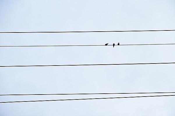 포토 JPG 주간 동물 자연 조류 하늘 세마리 사람없음 야외 전선 국내포토 자연요소 3 생태계 파일형식