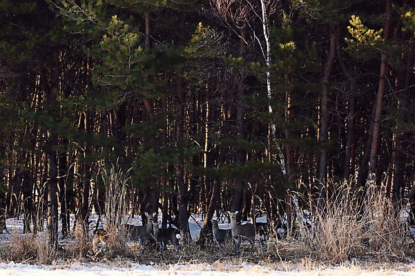 포토 JPG 주간 나무 식물 동물 야생동물 여러마리 포유류 자연 사슴 풍경 사람없음 야외 숲 국내포토 자연요소 다수 생태계 파일형식