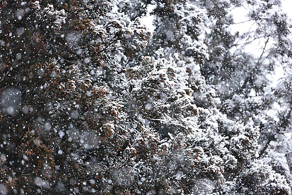 포토 JPG 주간 나무 식물 계절 백그라운드 겨울 자연 날리기 풍경 사람없음 야외 눈 눈발 겨울풍경 국내포토 자연요소 모션 날씨 눈_날씨 생태계 파일형식