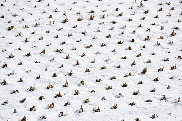 포토 JPG 주간 계절 백그라운드 겨울 자연 논 풍경 사람없음 야외 농경지 눈 겨울풍경 국내포토 자연요소 농업 날씨 농장 생태계 파일형식
