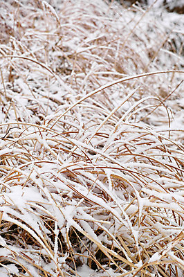 포토 JPG 주간 식물 계절 백그라운드 겨울 자연 풍경 사람없음 야외 아웃포커스 눈 풀 겨울풍경 국내포토 자연요소 날씨 촬영기법 생태계 파일형식