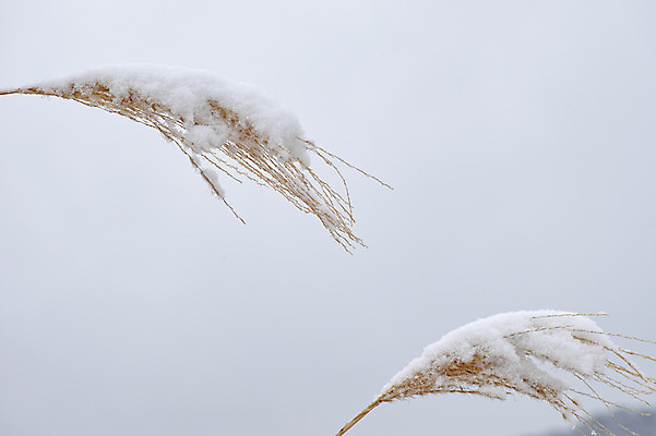 포토 JPG 주간 식물 계절 겨울 자연 갈대 풍경 사람없음 야외 눈 풀 겨울풍경 국내포토 자연요소 날씨 생태계 파일형식