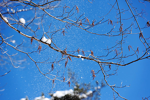 포토 JPG 주간 나무 식물 해외풍경 계절 아시아 겨울 자연 하늘 날리기 풍경 사람없음 야외 일본 나뭇가지 눈 눈발 겨울풍경 국내포토 자연요소 해외 나라 모션 날씨 눈_날씨 생태계 파일형식