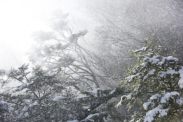 포토 JPG 주간 나무 식물 해외풍경 계절 아시아 겨울 자연 날리기 풍경 사람없음 야외 일본 눈 눈발 겨울풍경 국내포토 자연요소 해외 나라 모션 날씨 눈_날씨 생태계 파일형식